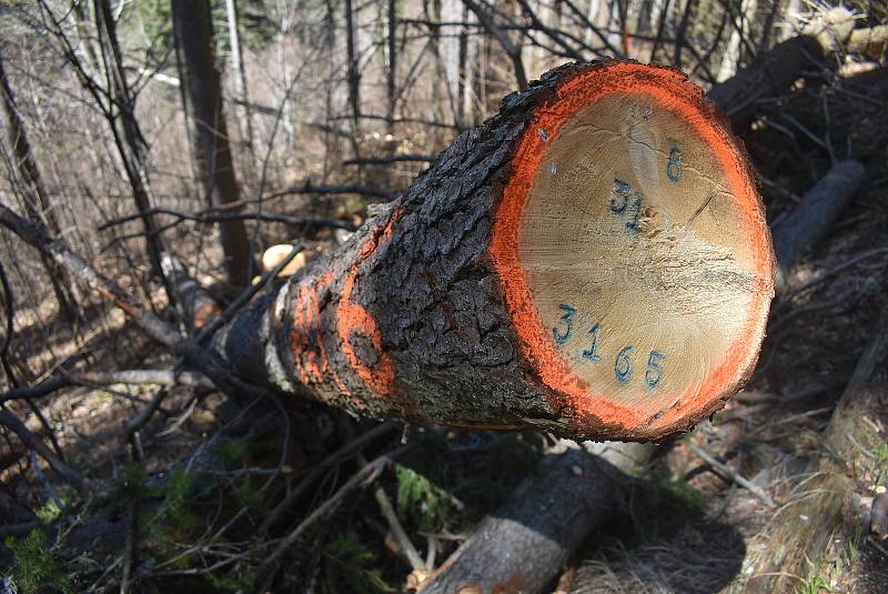 Udělejte si někdy výlet kolem náhonu, který přivádí vodu pro umělý vodopád v Karlově Studánce.