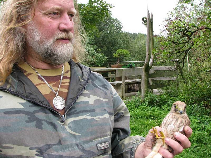 Včelojed lesní v rukou Petra Schäfera. Včelojed je ve zdejší přírodě unikátem. Zobák má tažný dravec zahnutý, na hlavě a nohou má speciální pírka bránící pobodání vosami či včelami.