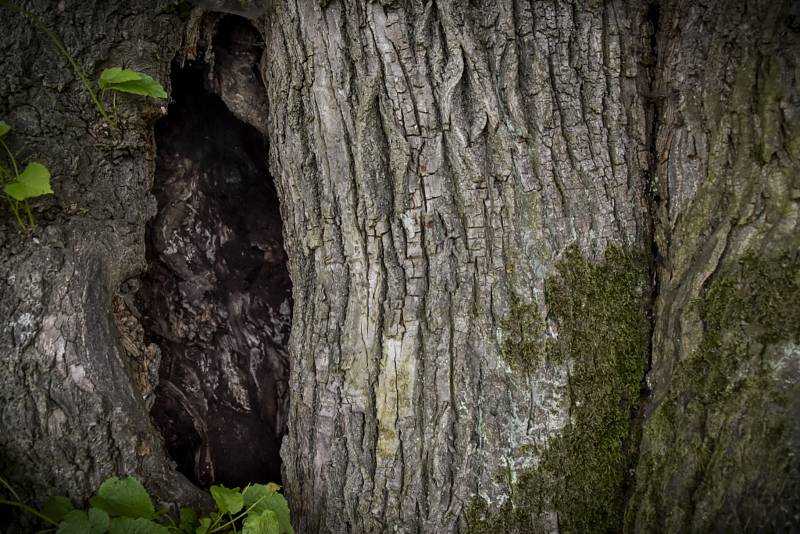 Sousedé se sešli pod tisíciletou Janovskou lípou, aby ji podpořili v soutěži Strom roku.