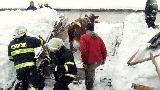 Jen sutiny zbyly z kravína v Dětřichovicích po pádu střechy kvůli sněhu. Torzo budovy zaklínilo část ustájeného dobytka.