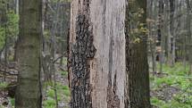 Revírník zdůvodnil pokácení třísetletého krnovského dubu tím, že padající suché větve v lese ohrožovaly zdraví lidí. Stal se les díky tomuto zákroku bezpečným místem? Posuďte sami. Stav dne 3. května 2021.