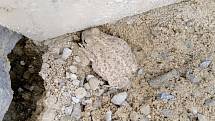 Ropucha krátkonohá je nejvzácnější česká žába reálně ohrožená vyhynutím.
