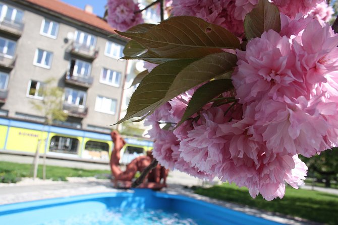 Třešně na krnovském náměstí Hrdinů byly na 1. máje už téměř odkvetlé. Sousední sakury ještě měly květů dost, ale okvětní lístky už také začaly opadávat.