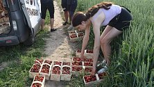 Samosběr jahod, tedy polsky truskawek, na jahodníkové plantáži u Dobieszowa začal v pondělí 19. června. Cena 40 korun za kilo sem láká Čechy i Poláky. Jahodové pole leží jen sedm kilometrů od Krnova.