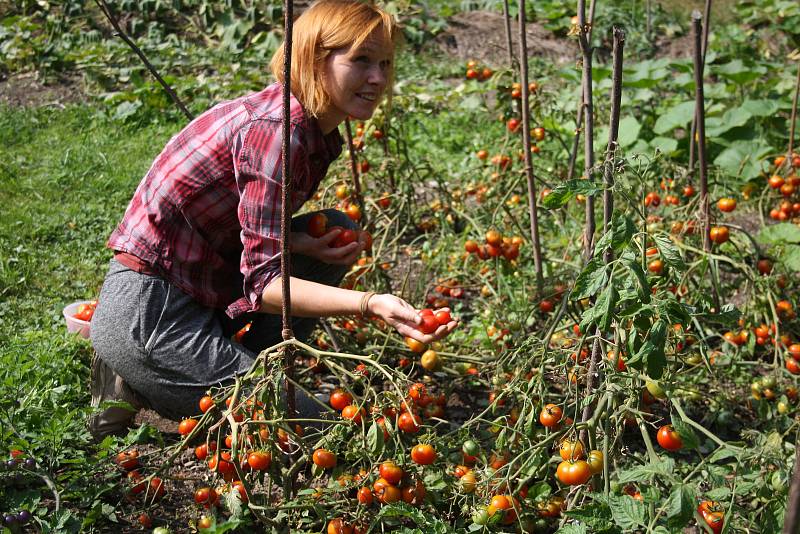 Park albrechtického zámku letos poprvé oživily bylinkové a zeleninové záhony. Alena Křištofová zde návštěvníkům vysvětluje, jaké podoby mohou mít  rajčata. Údiv vyvolávají pichlavá liči rajčata plná ostnů i černé a fialové odrůdy,