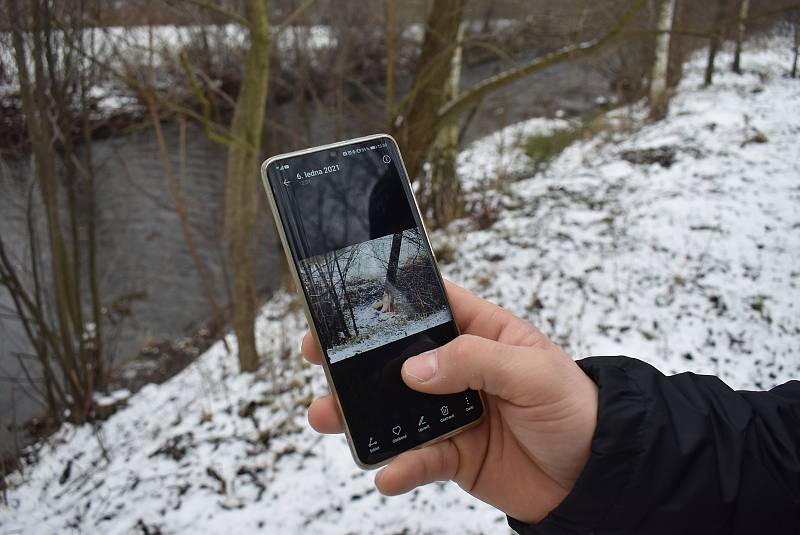 Pavel Varmus byl zvědavý, jak vypadá hlodavec, který si v Branticích pochutnává na stromech.