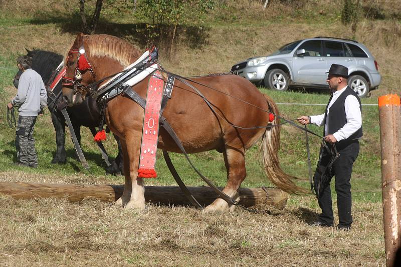Svod tažných koní v Holčovicích Spáleném letos představil 14 chladnokrevných krasavců.