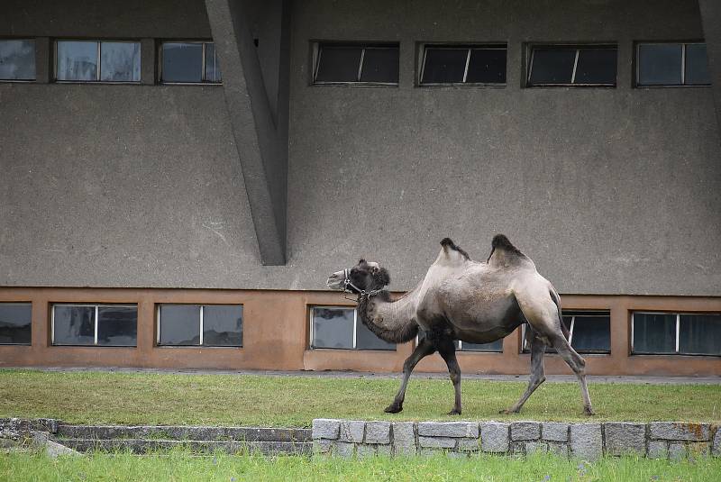 Areál Městských lázní v Krnově má zajímavé využití. Slouží cirkusu jako pastviny. Zatímco na Pradědu spásají louky poníci a krávy, a v centru Krnova zase lamy a velbloudi.