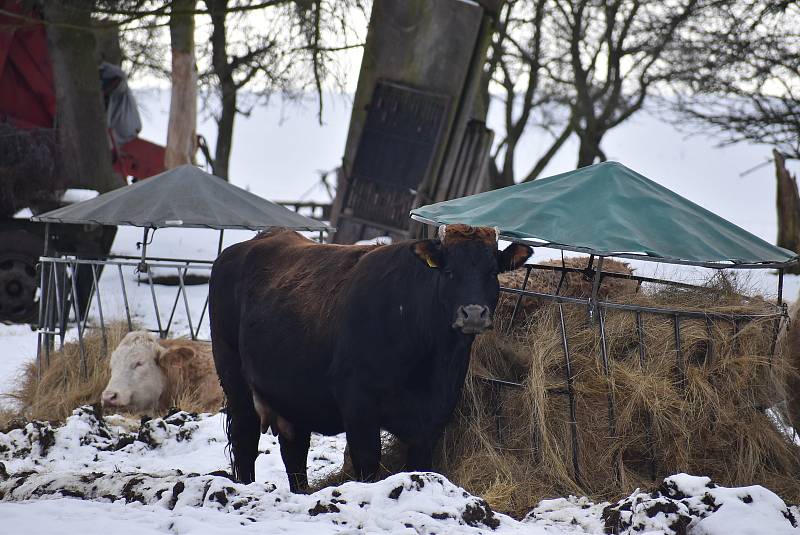 Krasov, malá podhorská obec na Krnovsku, leden 2021.