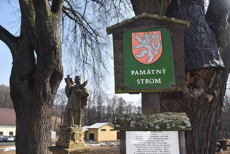 Dolní Moravice má ve svém katastru 14 památných stromů. Lípa Hadí královna je adeptem na nejmohutnější památný strom celého Moravskoslezského kraje.