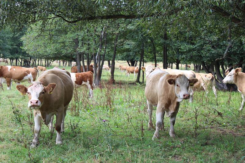 Farmář Jan Hořák z Janovic u Rýmařova získal ocenění nejlepší Sedlák PRO-BIO Svazu ekologických zemědělců.