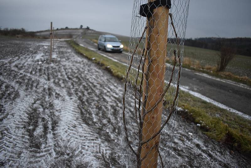 Cestu mezi poli nad krnovským letištěm od konce listopadu lemuje alej 55 hrušní. Jednou to budou dlouhověké vysokokmeny starých regionálních odrůd.