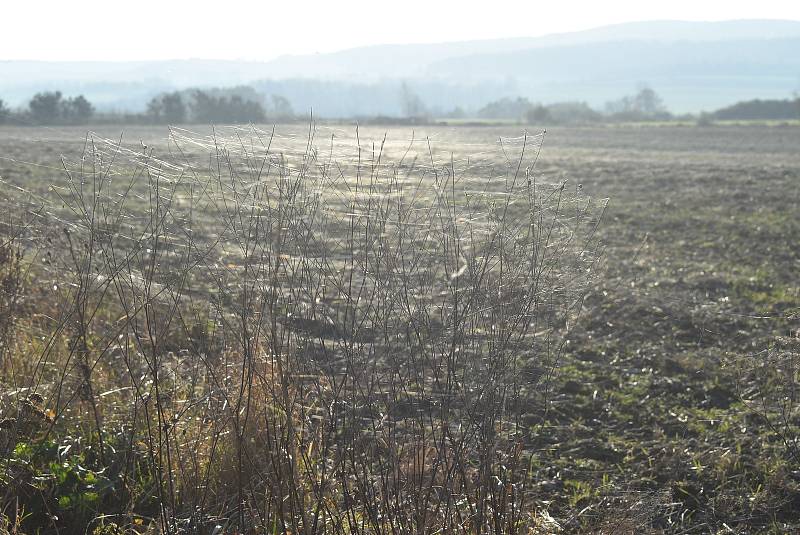 Pavouci plachetnatky jsou tak malí, že je pouhým okem téměř nevidíme. V období babího léta ale jejich vlákna nelze přehlédnout. Snímek zachycuje „babí léto“ na Osoblažsku.