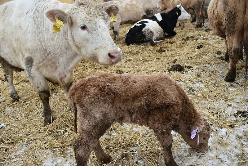 Hovězí z farmy v Jindřichově ve Slezsku není určeno pro obchodní řetězce. Farmářka Andy Franková ho rozváží přímo koncovým zákazníkům.