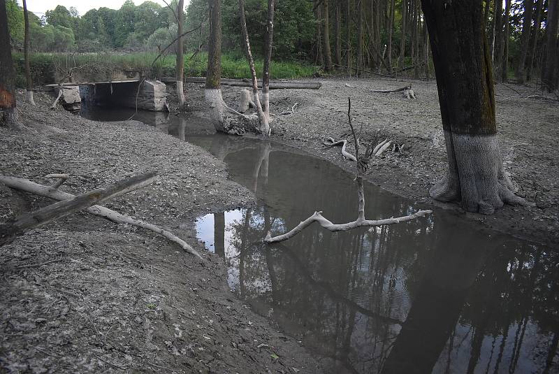 Po protržení bobří hráze u Slezských Rudoltic bahno ukazuje, jak byla nádrž před vypuštěním hluboká a rozsáhlá. 20. 5. 2022.