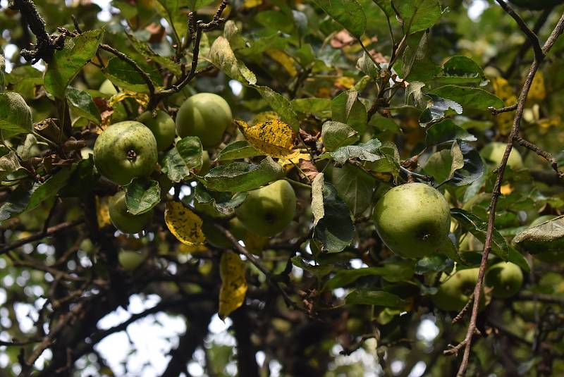 Spolek Slezské odrůdy přišel s nápadem představit Krnovanům starý sad u čističky, aby nezapomněli, jak se pěstovalo ovoce za časů našich babiček.  Staré jabloně zde mají bohatou úrodu i bez chemického ošetření.
