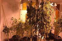 Cizinec měl v domě marihuanu za zhruba dva miliony.