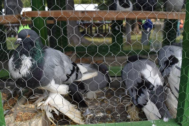 Vydařená chovatelská výstava ve Vrbně pod Pradědem.