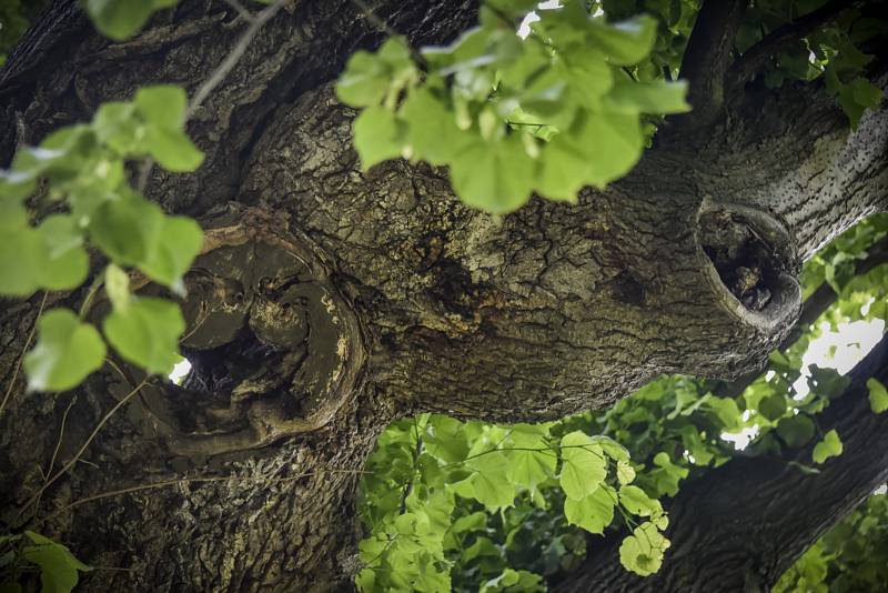 Sousedé se sešli pod tisíciletou Janovskou lípou, aby ji podpořili v soutěži Strom roku.