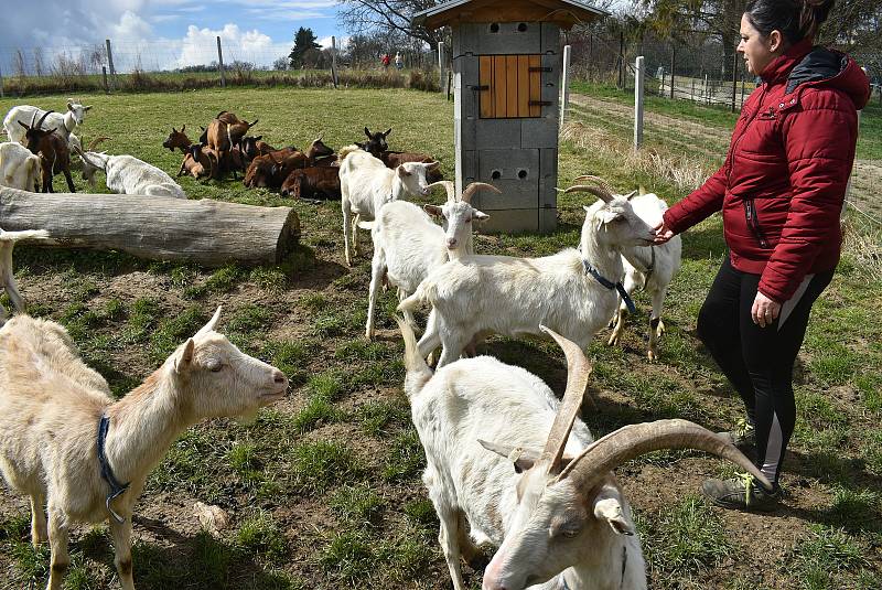 Kristýna Šťastná z Kozí farmy Úvalno začala s dojením a výrobou sýrů v době, kdy ještě nebylo jasné, zda vláda dovolí obnovit farmářské trhy.