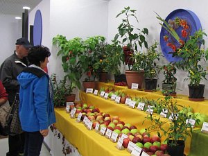 Po loňském vítězství v podzimní etapě výstavy Flora Olomouc bruntálští pěstitelé a aranžéři dosáhli letos druhého místa za nejlepší expozici a čestného uznání za kolekci paprik.