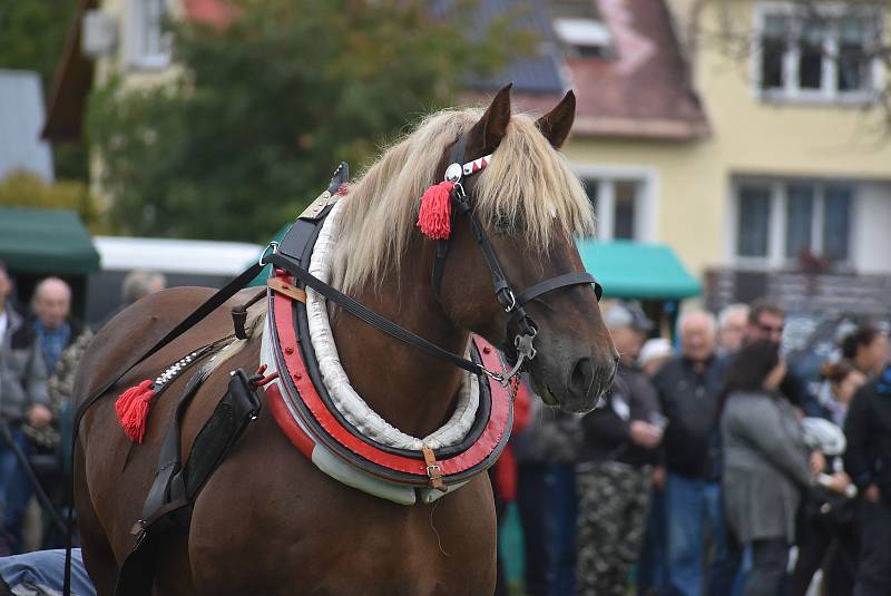 Svod tažných koní ve Městě Albrechticích. 17.9. 2022
