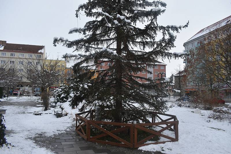 Smrk stříbrný na krnovském náměstí už deset let plní funkci vánočního stromu. Chřadne, a opadává mu jehličí. Vánoce 2021 jsou jeho poslední.