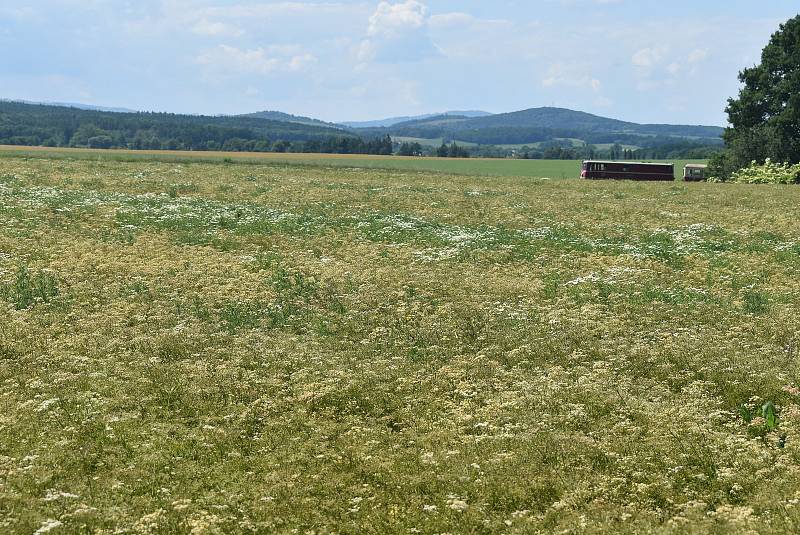 Kmínové pole kolem osoblažské úzkokolejky je voňavé a krásné, červen 2022