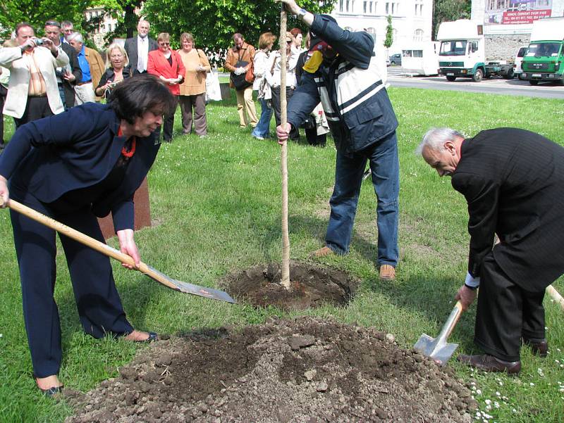 Vysazení nových stromů přátelství bylo v teplém počasí docela náročné. Nejvíce práce připadlo na starostku Krnova Renatu Ramazanovou, která pomáhala svým protějškům zasadit všechny tři stromy. 