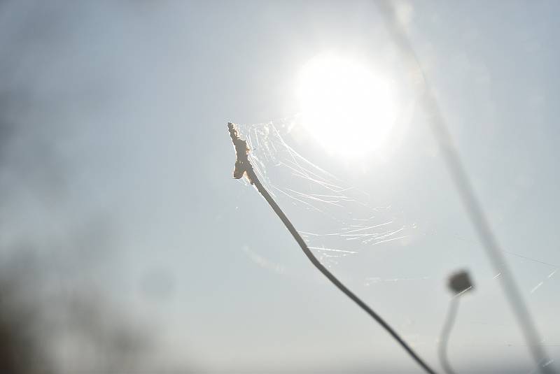 Pavouci plachetnatky jsou tak malí, že je pouhým okem téměř nevidíme. V období babího léta ale jejich vlákna nelze přehlédnout. Snímek zachycuje „babí léto“ na Osoblažsku.