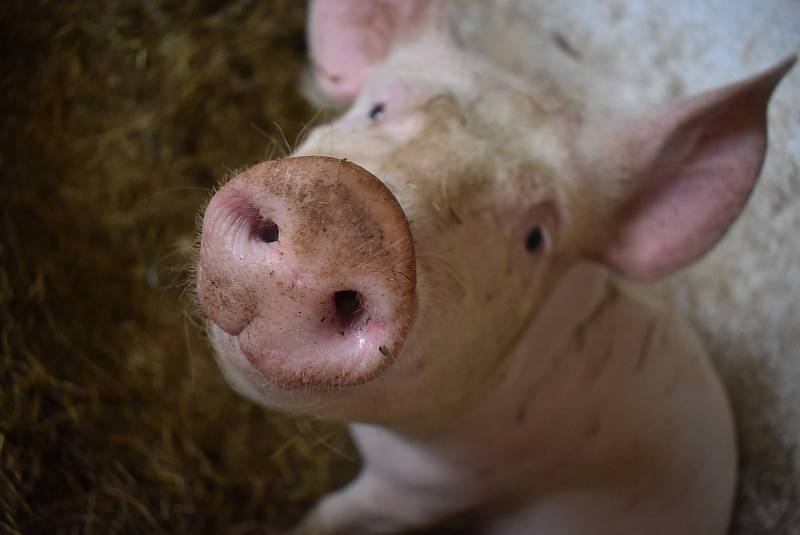 Kozí farma Úvalno je známá pod názvem Šťastné kozy. Chová je totiž rodina Kristýny Šťastné. Každý se může přesvědčit, že zvířata na farmě jsou opravdu šťastná.