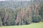 Lesy na Bruntálsku jsou v rámci celé republiky v roce 2016 nejvíce postiženy suchem a napadá je kůrovec, hrozí napadení houbou václavkou. 