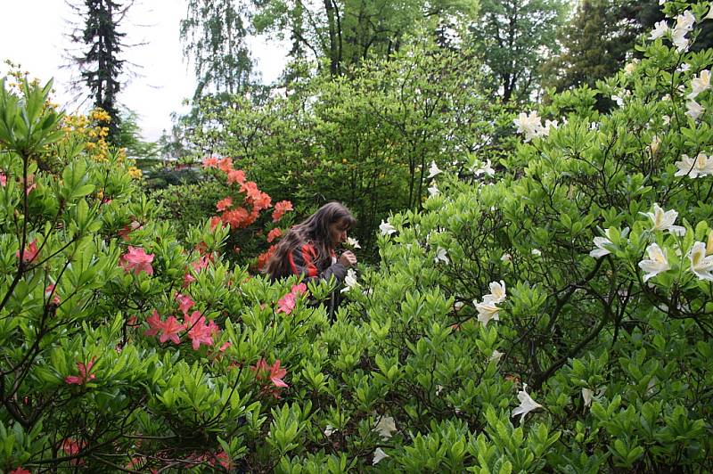 CHÁŘOVSKÝ PARK se v těchto dnech proměnil v romantickou rajskou zahradu plnou kvetoucích rododendronů a azalek, které hýří všemi barvami. Taková krása je zde k vidění jen pár týdnů v roce.