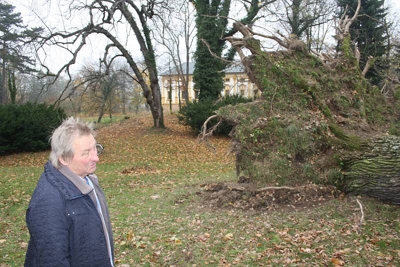 Heřman Menzel díky svým zvláštním schopnostem otestoval stáří vyvráceného dubu dlaněmi. Podle něj zde rostl 370 let.