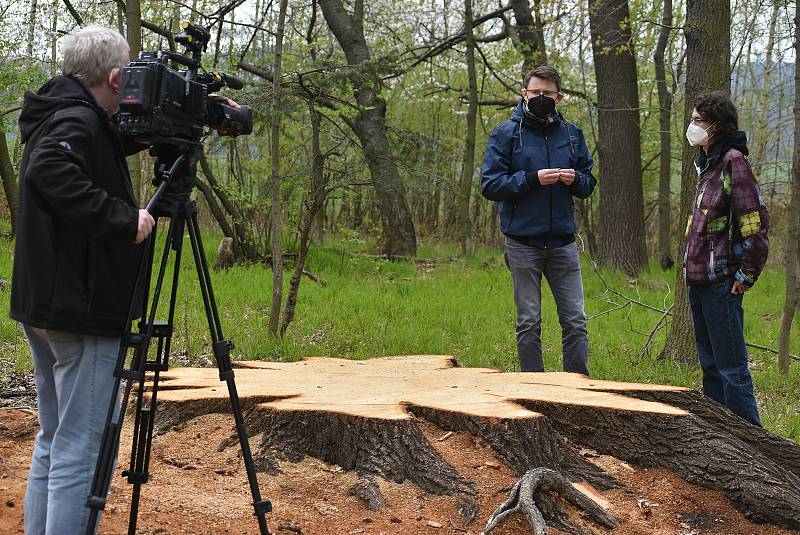 Pokácení dubu, který přes tři století rostl nad Krnovem, vyvolalo v médiích značný ohlas.  Dřevorubci zde odvedli náročnou profesionální práci v těžko dostupném terénu.