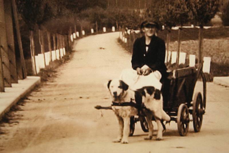 Krnované si oblíbily výstavy Pohledy na Krnov. Sběratel Jiří Křiva prezentuje zvětšeniny historických pohlednic a fotografií, které komentuje Alexandr Michl-Bernard z krnovského muzea.