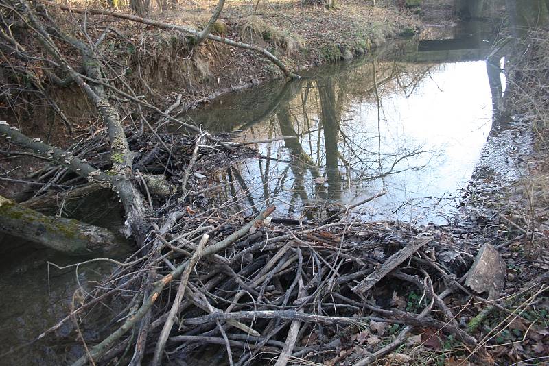 Řeka Lužná u Slezských Rudoltic se začíná měnit. Bobři zde budují hráze, aby zvýšili hloubku vody. Jde o první bobří hráze v okrese Bruntál.