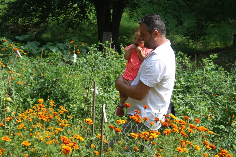 Český svaz ochránců přírody ČSOP Město Albrechtice popularizuje staré odrůdy a pořádá komentované prohlídky zahradnictví v  zámeckém parku v Hynčicích.