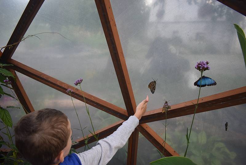 Rudná pod Pradědem, okres Bruntál, výstava živých exotických motýlů, září 2022.