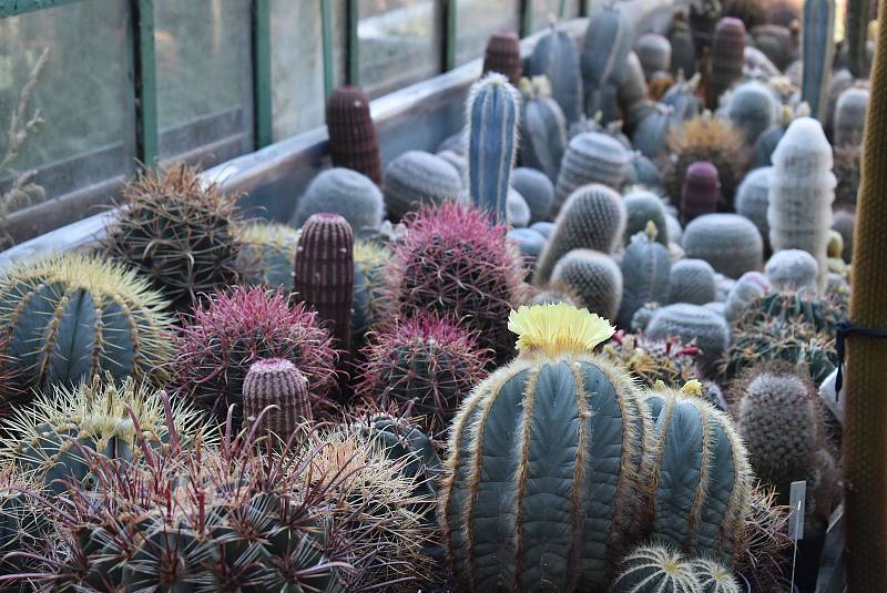 Fascinující sbírka kaktusů Rudolfa Poloka je atrakcí Třemešné.