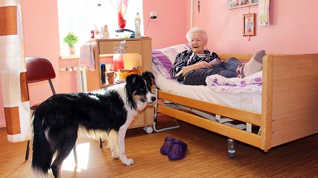 Pes Merlin se stal miláčkem pacientů v Rýmařově. Těm, kteří byli zvyklý na přítomnost domácího mazlíčka, Merlin nahrazuje pocit domova.