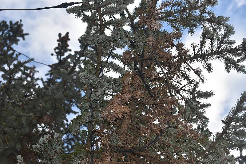 Vánoční strom na krnovském náměstí má rezaté jehličí a opadává. Není to kůrovec, ale mšice smrková.