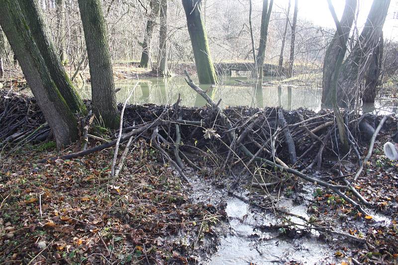 Na přelomu let 2018 a 2019 bobři dokončili druhý stupeň kaskády v řece Lužná a uvedli ho do provozu. Zvýšili tím hloubku vody asi o metr a vodní tok se také trojnásobně rozšířil.