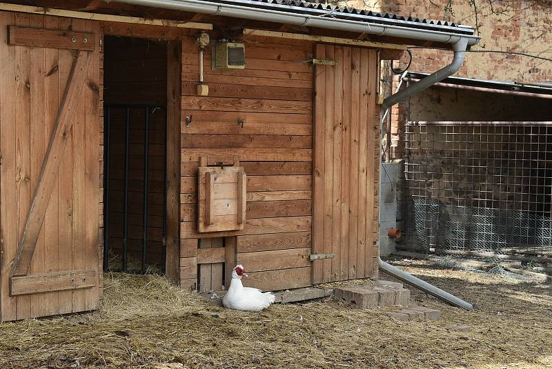 Kozí farma Úvalno je známá pod názvem Šťastné kozy. Chová je totiž rodina Kristýny Šťastné. Každý se může přesvědčit, že zvířata na farmě jsou opravdu šťastná.