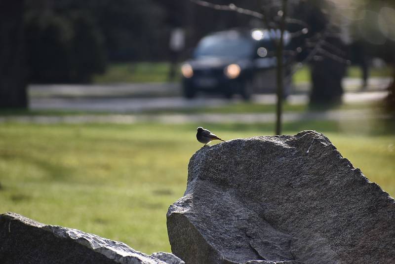 Vítání ptačího zpěvu v Karlově Studánce se zoologem Petrem Šajem.