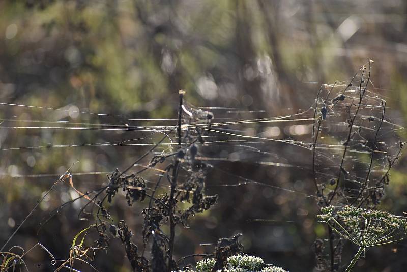 Pavouci plachetnatky jsou tak malí, že je pouhým okem téměř nevidíme. V období babího léta ale jejich vlákna nelze přehlédnout. Snímek zachycuje „babí léto“ na Osoblažsku.