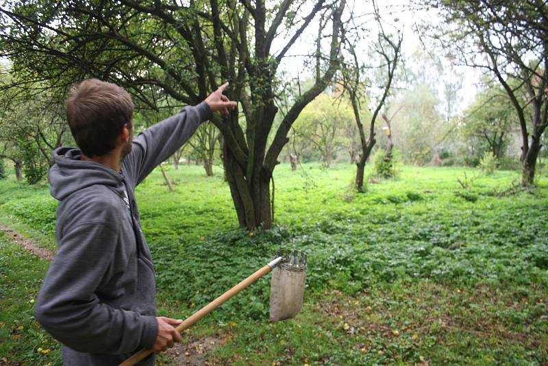 Lukáš Matela ze spolku  Slezské odrůdy bilancuje první sezonu v městském sadu. Už se zde podařilo určit staré odrůdy jabloní Bernské růžové, Croncelské, Spartan, Průsvitné letní, Starkinson, Strýmka a  Malinové hornokrajské