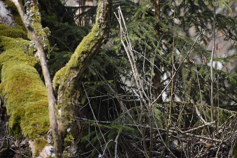 Nádherná vrba, která roste vedle silnice z Valšova do Nové Pláně, nabízí laikům estetický zážitek a přírodovědcům studijní materiál.