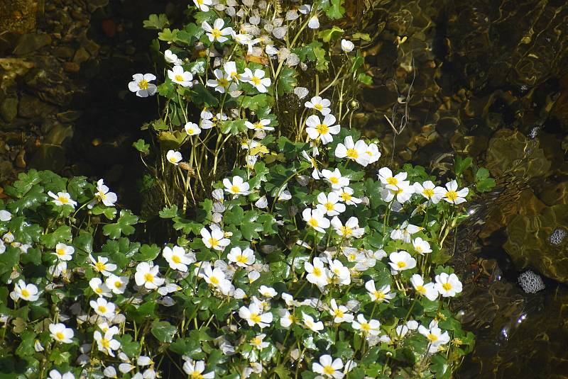 Bíle kvetoucí ostrůvky lakušníku vzplývavého jsou každoroční atrakcí Holčovic.