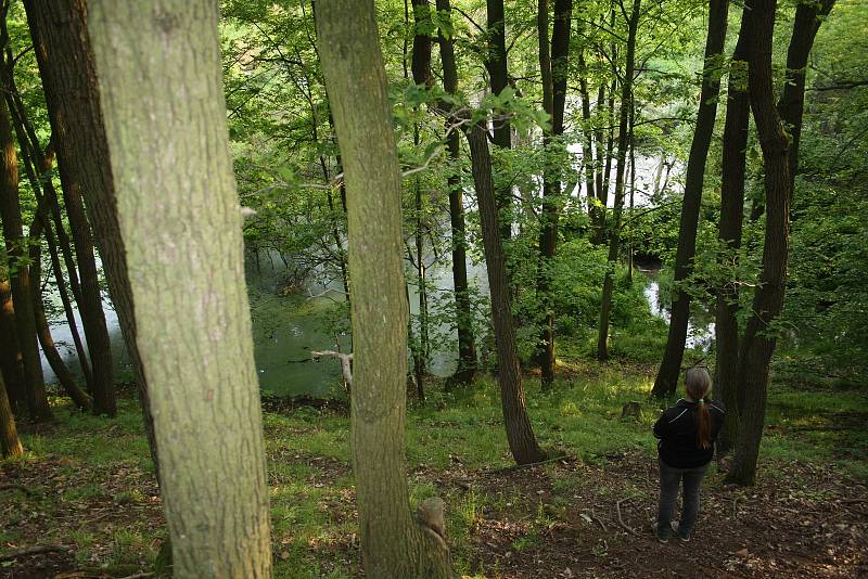 Bobří hráze u Slezských Rudoltic, po intenzivních deštích v květnu 2019.